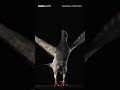 Pigeon Flight In Slow Motion BBC Earth