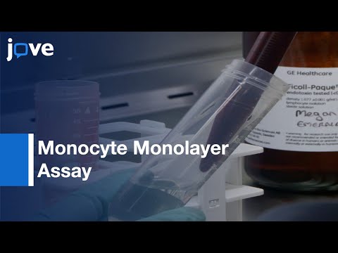 Monocyte Monolayer Assay to Evaluate Phagocytosis | Protocol Preview