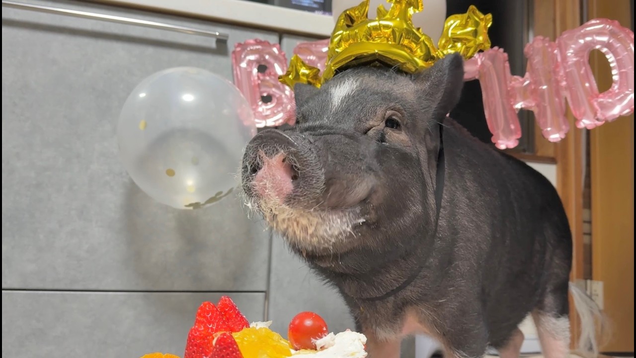 【お誕生日☆Live】ぶひまる5歳の誕生日を皆さんとお祝い！