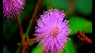 Os minerais e as plantas -  Livro dos Espiritos