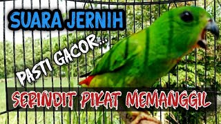 Download lagu SERINDIT GACOR MEMANGGIL UNTUK PANCINGAN SERINDIT AGAR RAJIN BUNYI #serindit #serinditgacor mp3