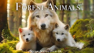 Animals That Call The Forest Home | Forest Wildlife in 4K | Scenic Relaxation Film