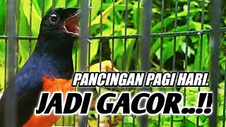 Download lagu PANCINGAN MURAI BAHAN PAGI HARI UNTUK MENAIKAN EMO... mp3