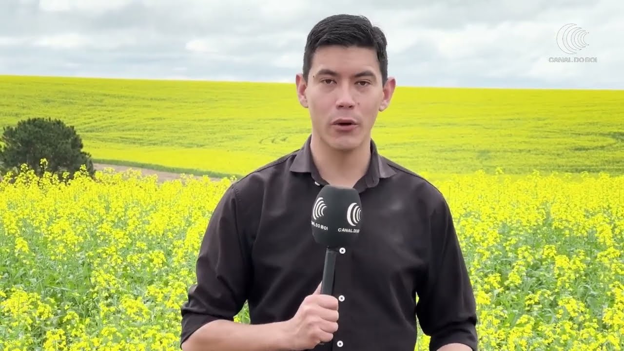 Canola avança e se aproxima da área cultivada com trigo no Rio Grande do Sul