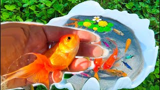 Find colorful surprise eggs, catch fish, betta fish, angelfish, goldfish, cichlid, koi fishing snake