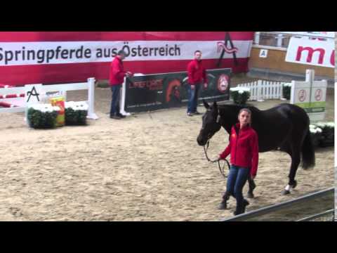 Stute von CONTEZ von  CONTENDRO Iaus einer LAMOUREUX x PIT Mutter