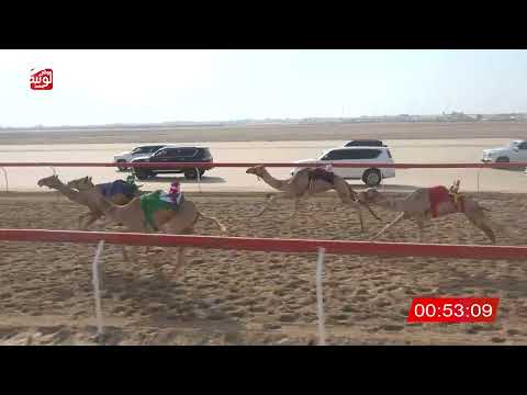  ش 28 (الذيب) لـ سالم علي بن غالب المنصوري 2:21:04 ، شارة الصندوق 2026/08/21 فطامين الوثبة