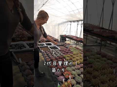 鉢植えと地植えの屋外サボテン：フランスで育てるべきグラフィック品種はどれですか?  庭園