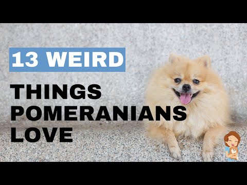 13 Weird Things That Pomeranians Love