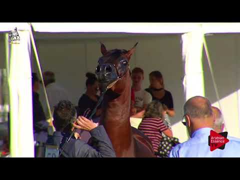 N.50 VIVALDI REGALIS - 2017 Italian Nationals - 2 Years Old Colts (Class 5)