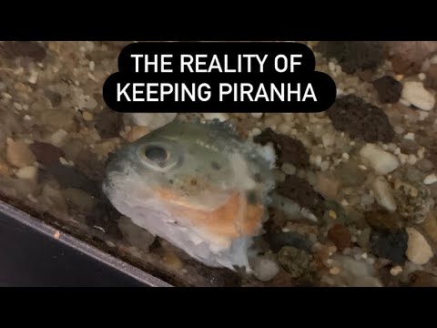 Red Belly Piranha tank update care live feeding