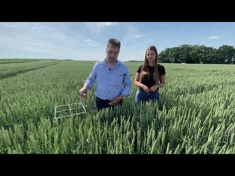 sgl on tour - Bonituren im Weizen