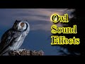 Owl Sound Effects