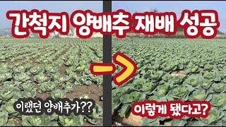 양배추 가격도 좋은데?? 간척지 양배추 재배가 가능하다고????? 와.... 이제 쌀(수도작) 재배에서 해방…