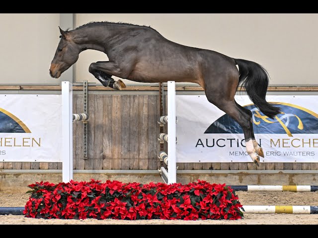 Charmanti Vh Beeckhof Z