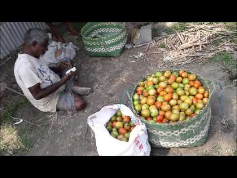 কৃষকের মাঠ পরিদর্শন