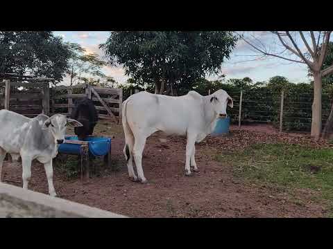 R$435.000 - CHÁCARA NO MUNICÍPIO DE CONGONHINHAS-PR