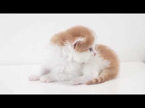 cute kitten collection  #cat #cute