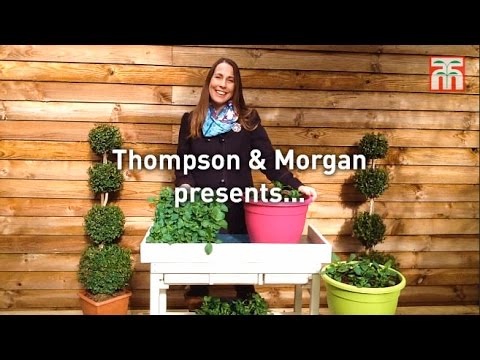 Lobelia Ultra Cascade Mix - 12, 30 or 60 Plug Plants - Image 7