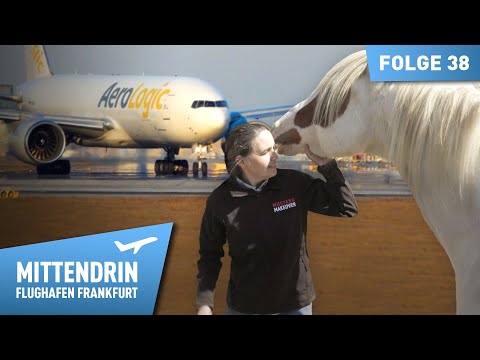 Eine Boeing voller Mustangs - Pferdetransport per Flugzeug | Mittendrin Flughafen Frankfurt 38