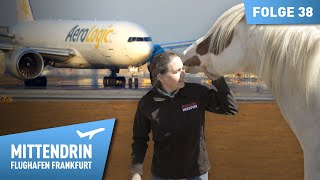 24 Pferde im Flugzeug - Silke Strussione rettet Mustangs | Mittendrin Flughafen Frankfurt 38