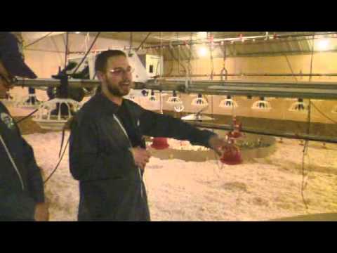 MacFarlane Pheasants Farm Tour - Brooder Barn