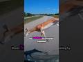 Why Do Deer Risk Jumping In Front Of Cars