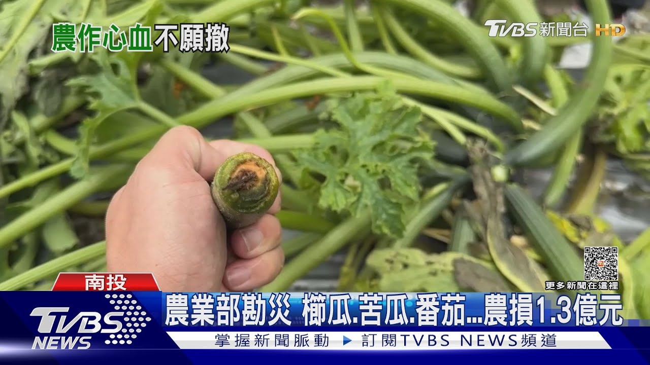 農業部勘災 櫛瓜、苦瓜、番茄農損1.3億元