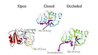 Dihydrofolate reductase (DHFR) Dihydrofolate reductase (DHFR)