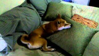 Shiba Inu Pillow Romp