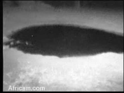 Critter, Jackal, Leopard Sawing at Nkorho 06/05/08