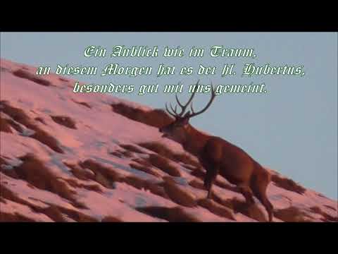 Jagd auf reifen Berghirsch