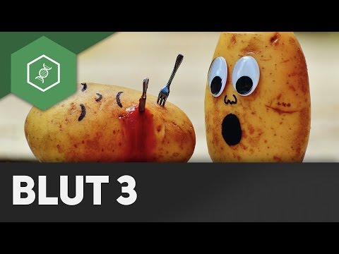 Blood groups and blood cell formation – Blood 3