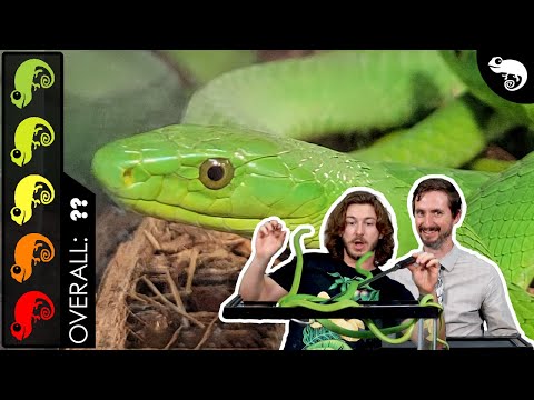 Green Mamba, The Best Pet Snake?