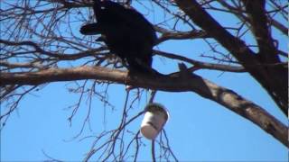 Raven in Aussie outback town