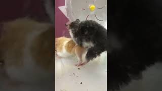 Download lagu Hamster mating 6 mp3 Download lagu Hamster mating 6 mp3