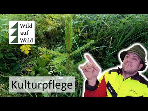 🌲Nach dem Borkenkäfer: Junge Bäume brauchen Pflege #wildaufwald