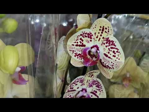 ЛЕРУА:неразобранные ОРХИДЕИ,27.05.23,ТЦ "Космопорт", Самара, Дыбенко, 30.