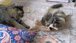 Bibi 5 months old for adoption. Spayed d FeLV/FIV negative.