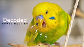 Budgie Distress Call - Budgie Sounds Meaning