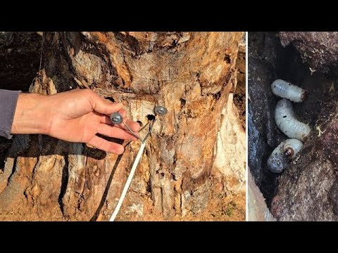 I used electricity to get rid of the sawworms and eliminated them in a crazy way