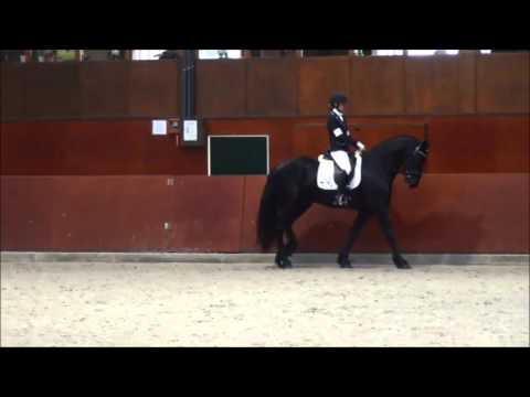 Stal Okkema's Melle H. (Wikke x Lolke) Ster ruin selectie Friesian Talent Cup