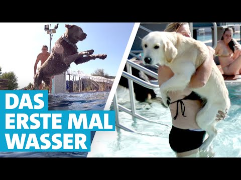 Hundeschwimmen im Freibad: Auch für wasserscheue Hunde ein Genuss