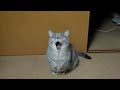 Video 'Prosici kocicka'