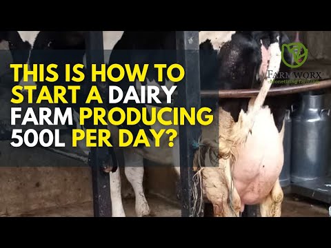 The True Cost of a Friesian Cow Is it worth it