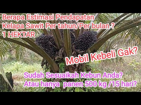 Berapa Penghasilan Kebun Kelapa Sawit Satu Hektar Perbulan/pertahun