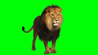 Download lagu green screen tiger vs lion || singa dan harimau mp3