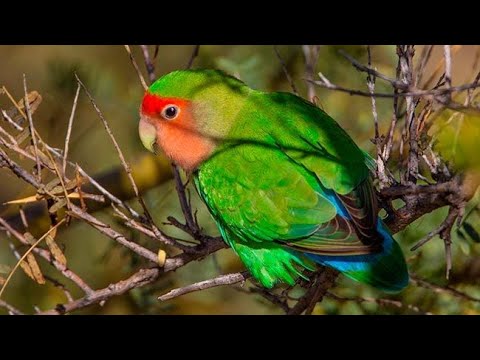 Mrekullia që habiti ateistët...