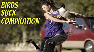 Birds Suck Compilation