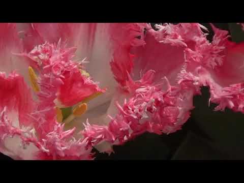 Keukenhof Holland with Worldfamous Tulips